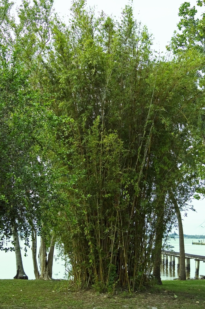 'Alphonse Karr' Bamboo - Bambusa glaucescens from GCM Theme Two