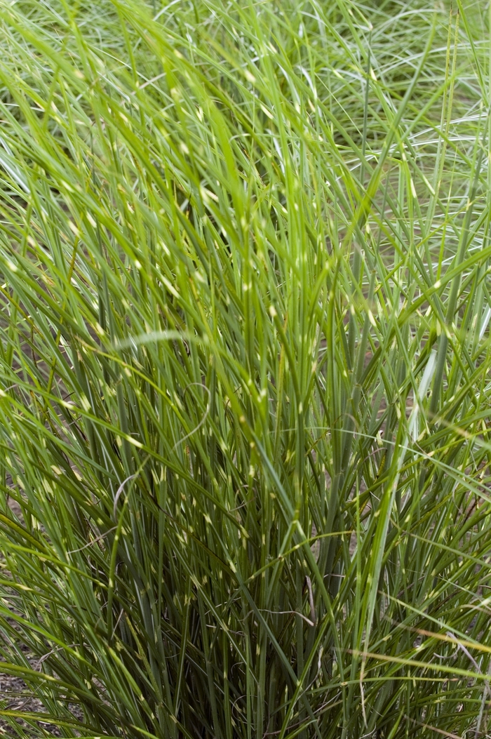 Maiden Grass - Miscanthus sinensis 'Border Bandit' from GCM Theme Two