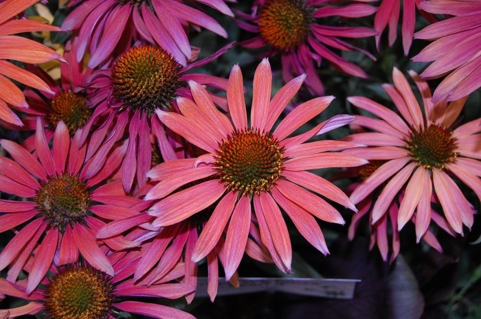 Coneflower - Echinacea Hot Summer from GCM Theme Two