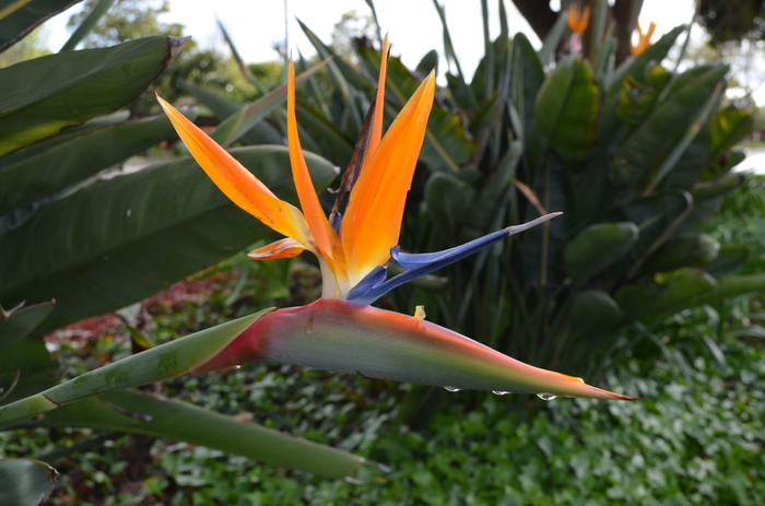 Tropical Bird of Paradise - Strelitzia reginae from GCM Theme Two