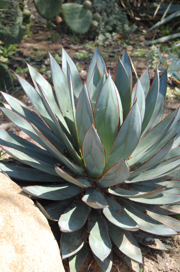 Agave 'Blue Glow' - Succulent from GCM Theme Two
