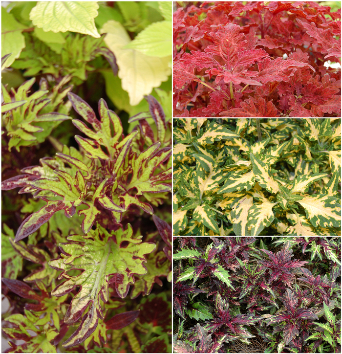 Stained Glassworks™ - Coleus - Multiple Varieties from GCM Theme Two