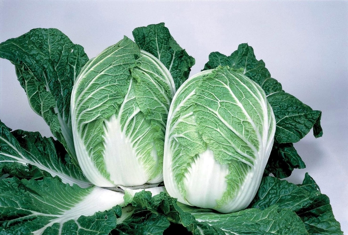 China Express F1 - Chinese Cabbage from GCM Theme Two