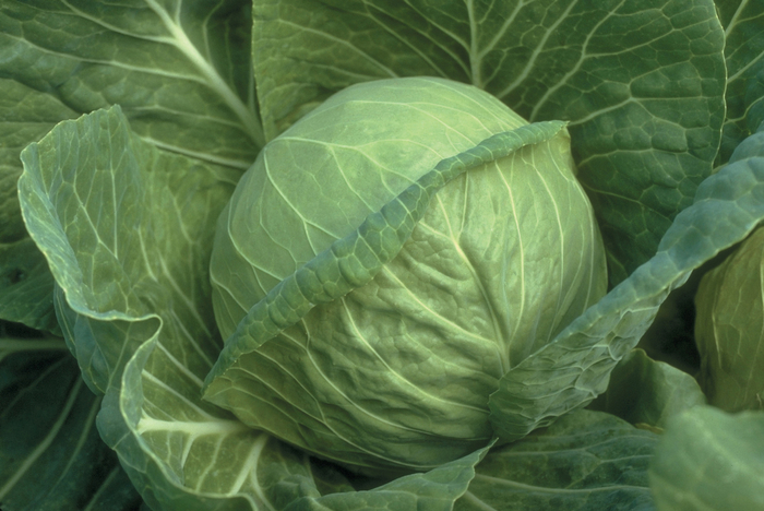 Fast Vantage Cabbage - Brassica oleracea var. capitat from GCM Theme Two