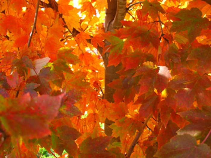 October Glory Maple - Acer rubrum 'October Glory' from GCM Theme Two