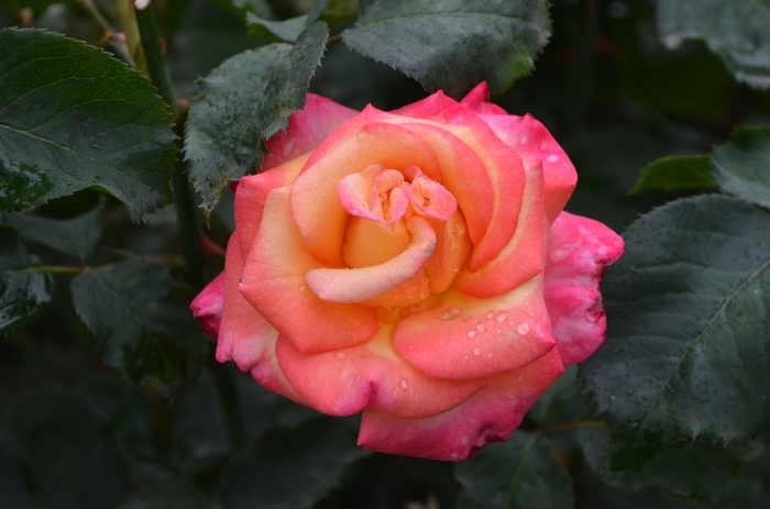 Rosa Dream Come True - Grandiflora Rose from GCM Theme Two