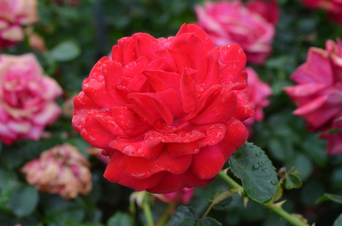 Easy Elegance® Super Hero Rose - Rosa 'BAIsuhe' from GCM Theme Two