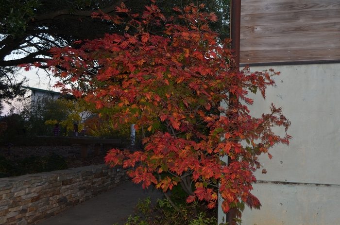 Fern-Leaf Full Moon Maple - Acer japonicum 'Filicifolium' from GCM Theme Two