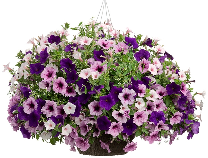 Blueberry Hill - Purple Shades Mix Hanging Basket from GCM Theme Two