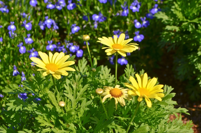 Marguerite Daisy - Argyranthemum 'Beauty Yellow' from GCM Theme Two