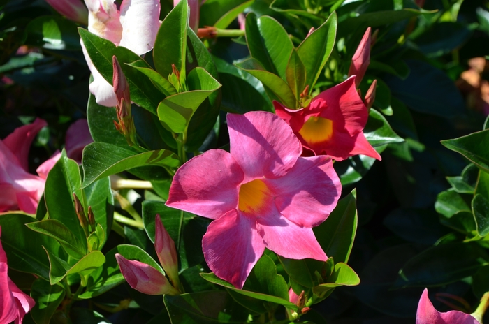 Trumpet Flower - Dipladenia 'Rio™ Deep Red' from GCM Theme Two