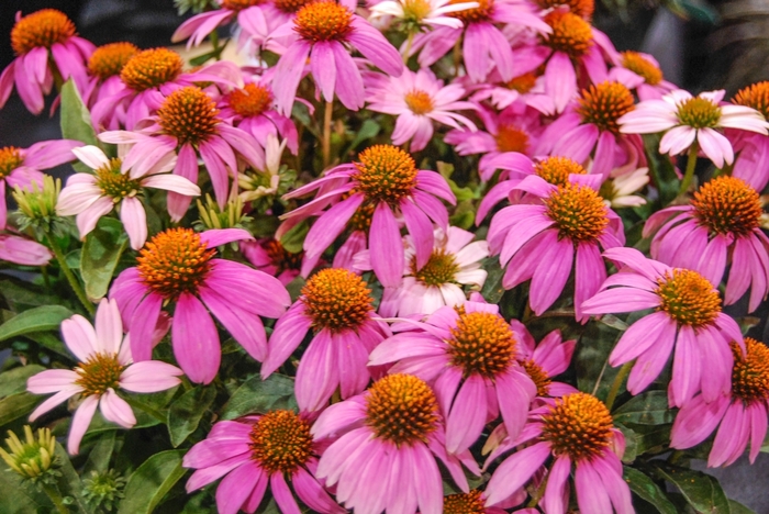 Crazy Pink™ Coneflower - Echinacea from GCM Theme Two