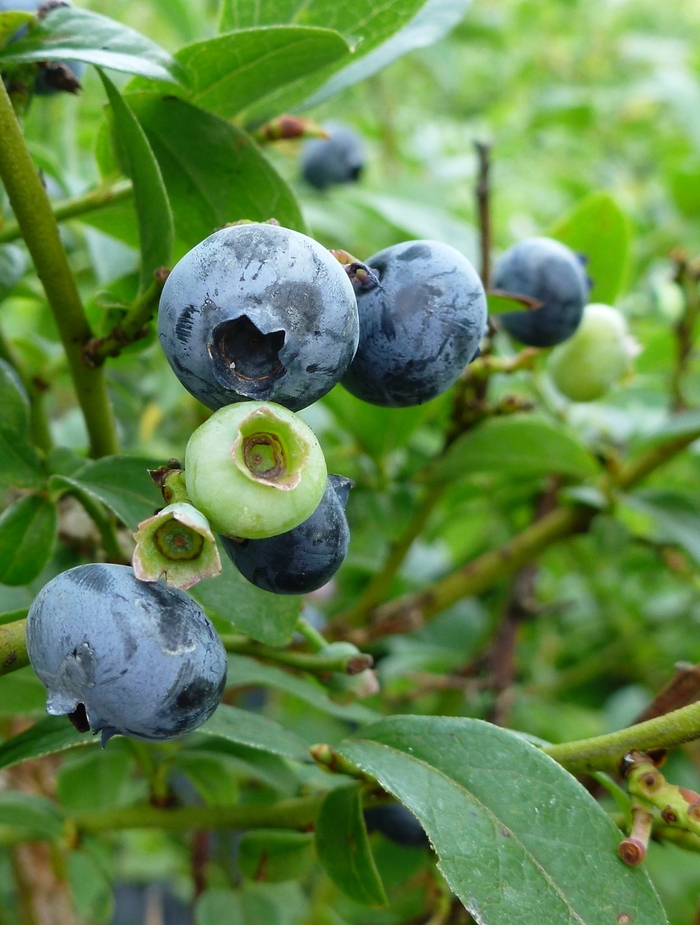 'Northcountry' Blueberry - Vaccinium from GCM Theme Two