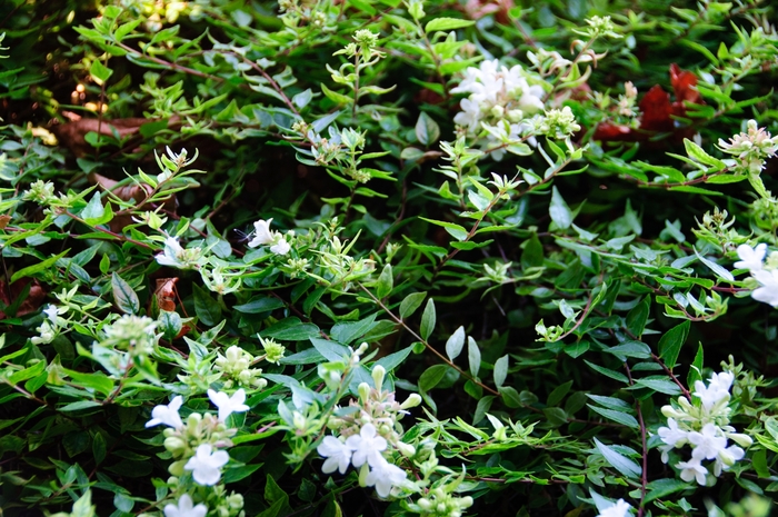 'Sherwoodii' Glossy Abelia - Abelia x grandiflora from GCM Theme Two