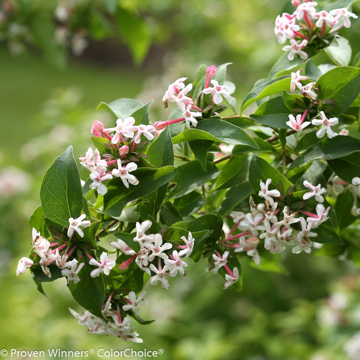 Color Choice® Sweet Emotion® - Abelia mosanensis 'SMNAMDS' PP27370 CPBR5937 from GCM Theme Two