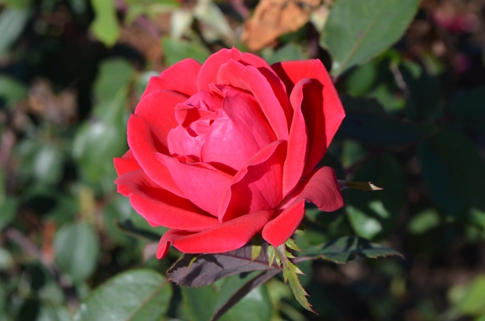 Double Red Knock Out® - Rosa 'Radtko' PP16202, CPBR 3104 from GCM Theme Two