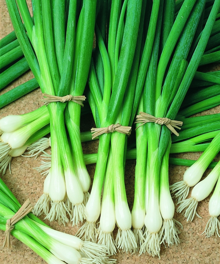 Bunching Onion - Allium fistulosum 'Warrior' from GCM Theme Two