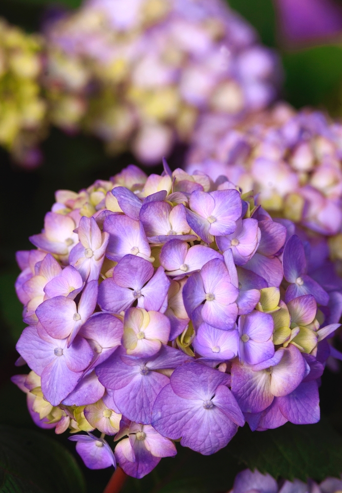 BloomStruck® - Hydrangea macrophylla 'BloomStruck®' from GCM Theme Two