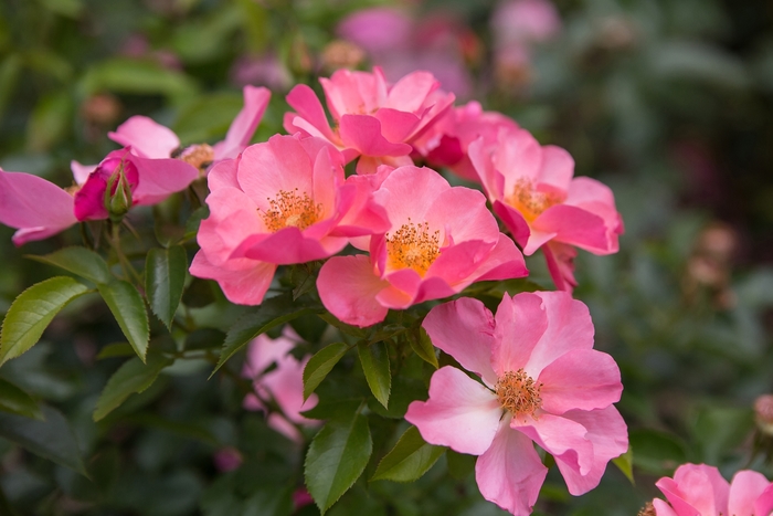 Easy Elegance® 'All the Rage' - Rosa 'BAIrage' PP19945 from GCM Theme Two