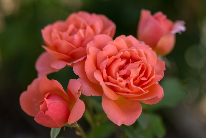 Easy Elegance® Sweet Fragrance - Rosa (Rose) from GCM Theme Two