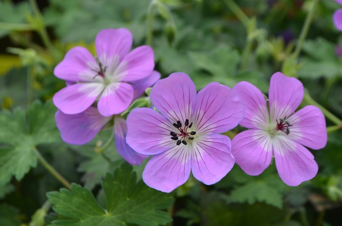 Cranesbill - Geranium 'Bloom Time' from GCM Theme Two