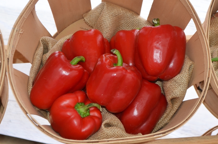 Red Bell Pepper - Capsicum annuum from GCM Theme Two