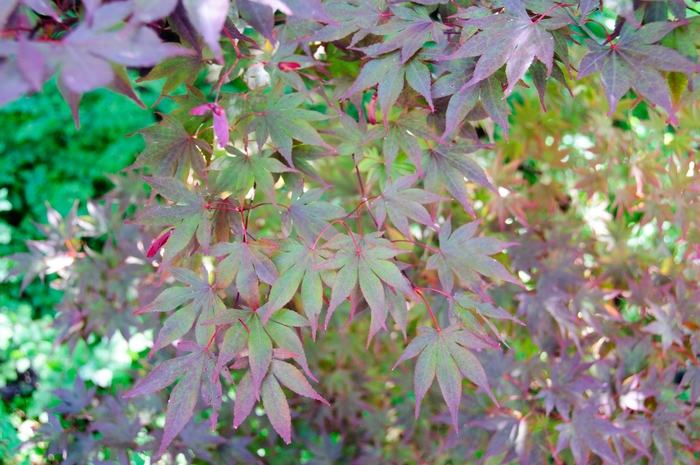 Fireglow Japanese Maple - Acer palmatum from GCM Theme Two