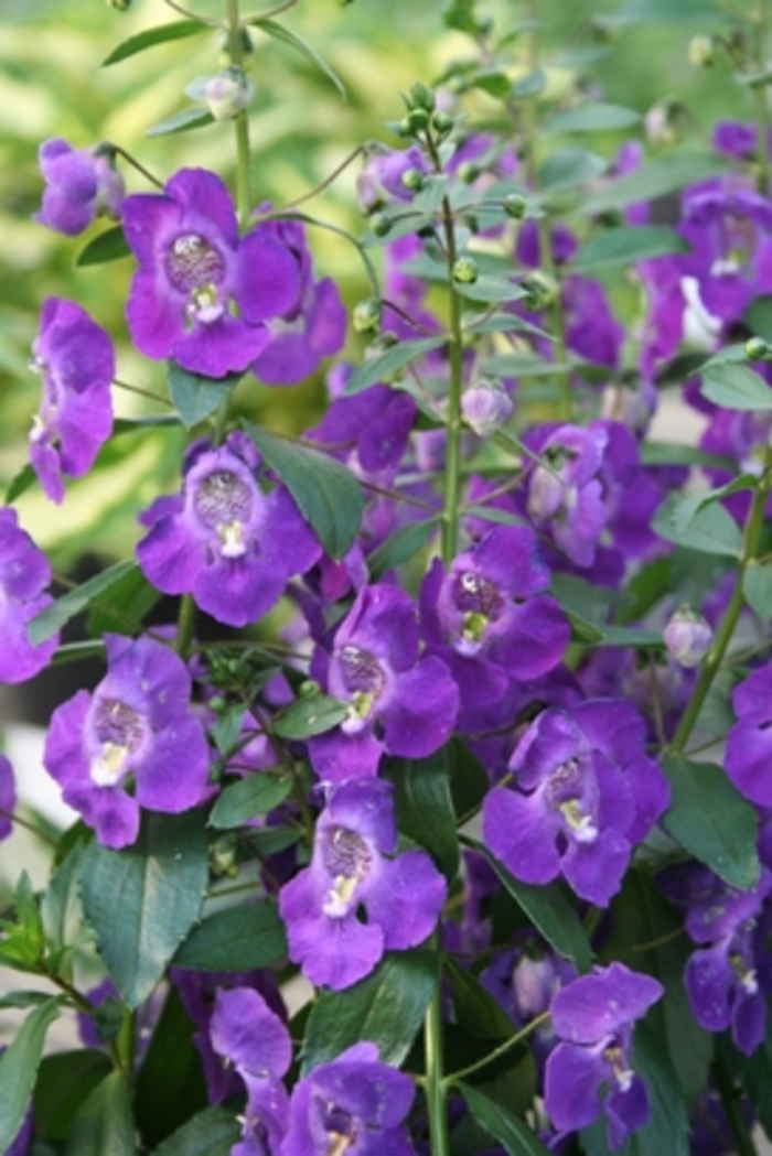 Angelonia 'Angelface™ Blue - Summer Snapdragon from GCM Theme Two