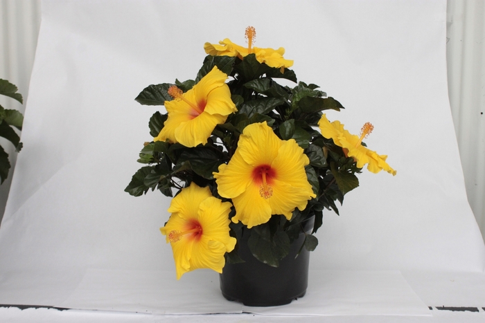 HibisQs® Multi-Tropic Yellow - Hibiscus from GCM Theme Two