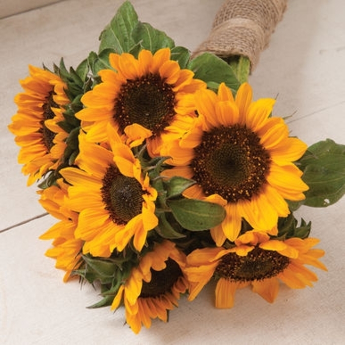 Sungold Sunflower - Helianthus annuus 'Sol de Oro' from GCM Theme Two