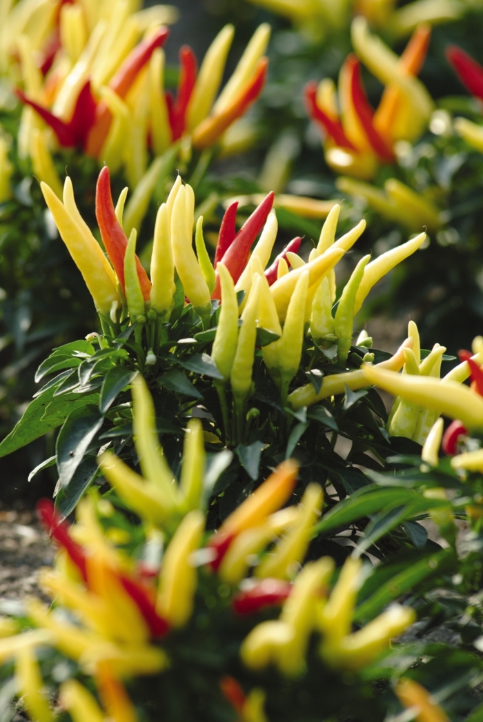 Hot Pepper - Capsicum annuum 'Chilly Chili' from GCM Theme Two