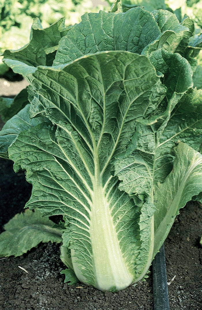 Chinese Cabbage-Michihli - Brassica rapa from GCM Theme Two