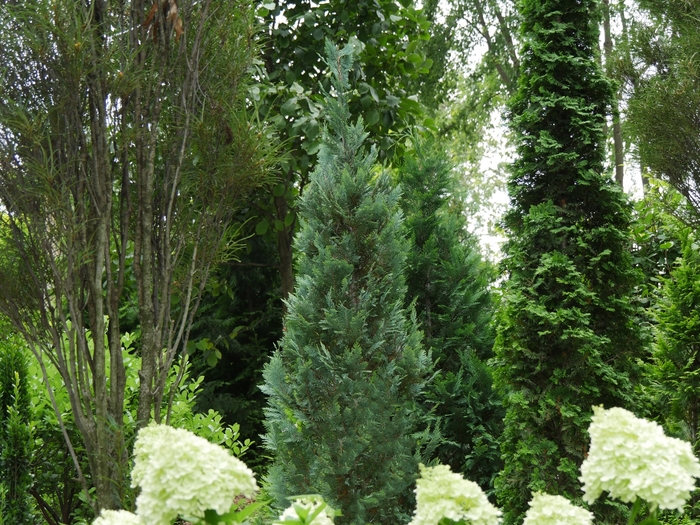 Pinpoint® Blue False Cypress - Chamaecyparis lawsoniana 'SMNCLBF' PP30707 from GCM Theme Two