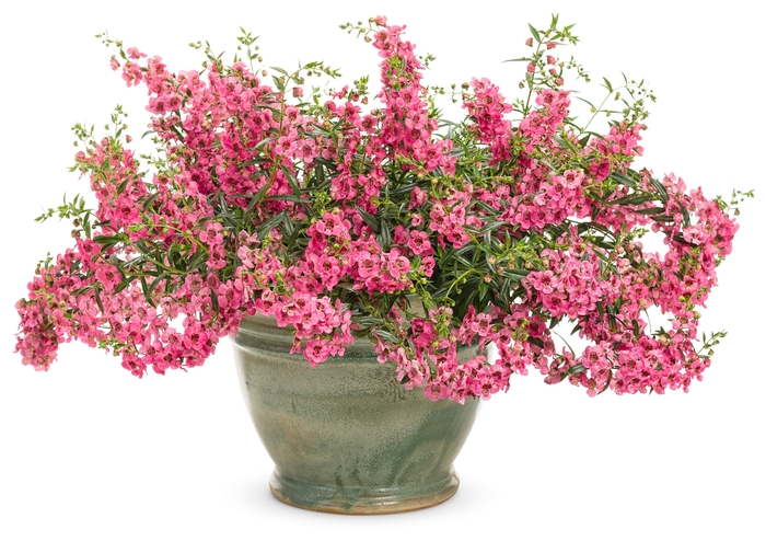 Carita™ Summer Snapdragon - Angelonia a. 'Angelface Cascade Pink' from GCM Theme Two
