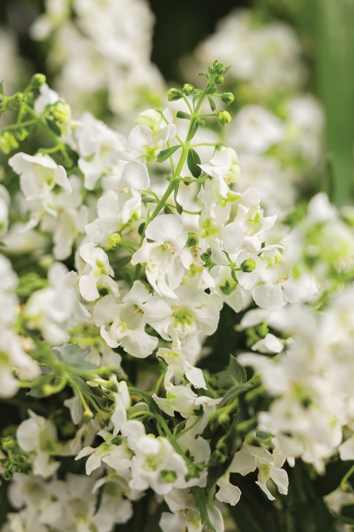 Carita™ Summer Snapdragon - Angelonia a. 'Angelface Cascade White' from GCM Theme Two
