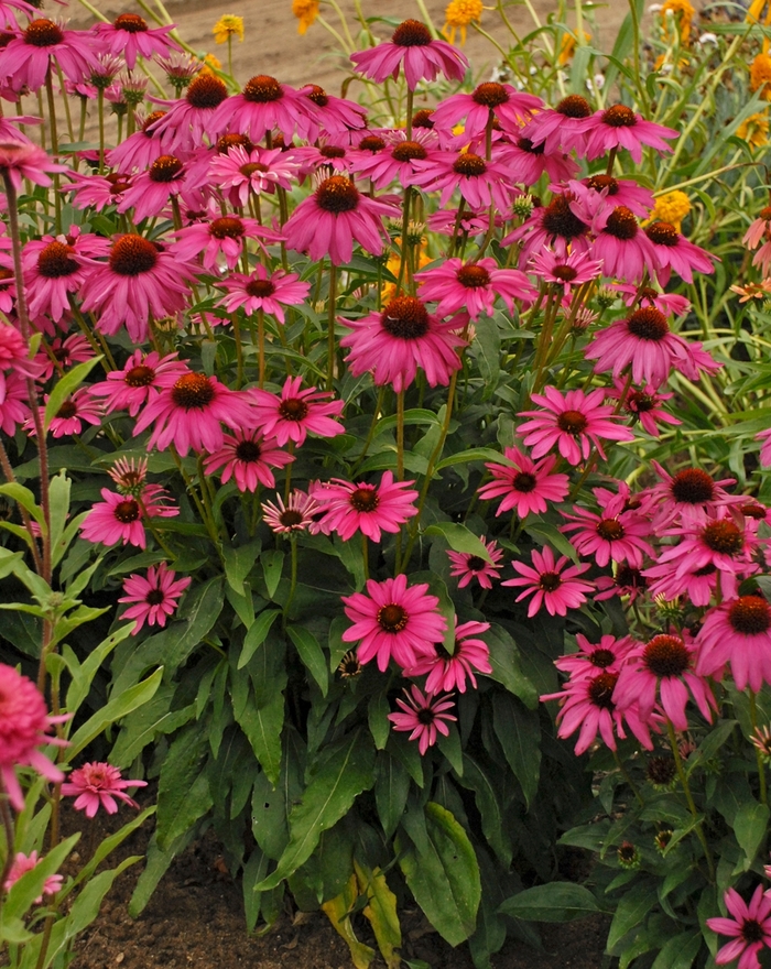 Butterfly 'Purple Emperor' - Echinacea hybrid from GCM Theme Two