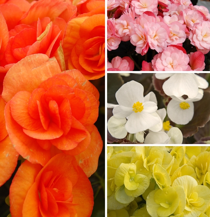 Begonia - Assorted Varieties from GCM Theme Two