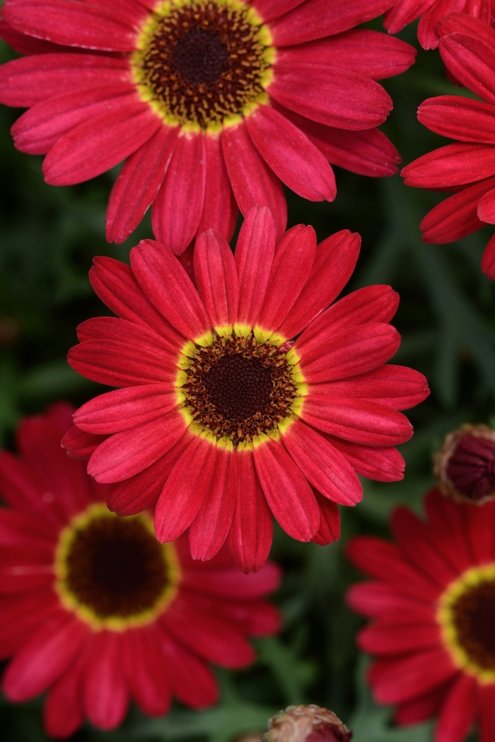 Argyranthemum - Argyanthemum 'Grandessa Red' from GCM Theme Two