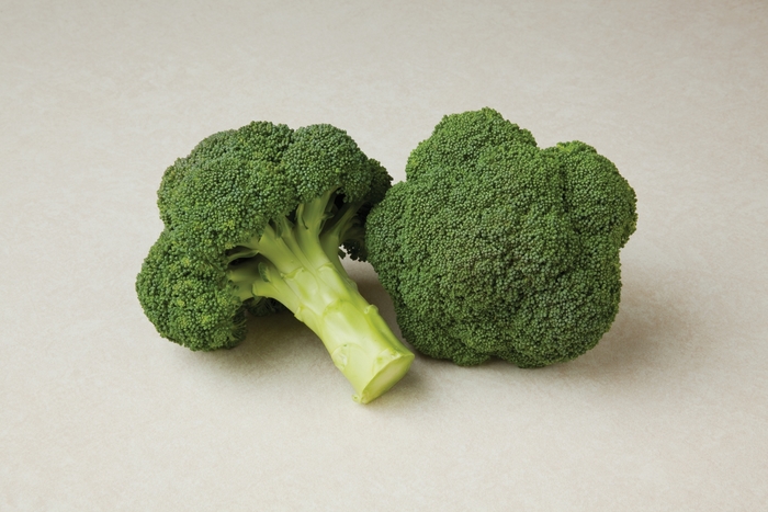 Broccoli - Brassica 'Durapak 16' from GCM Theme Two