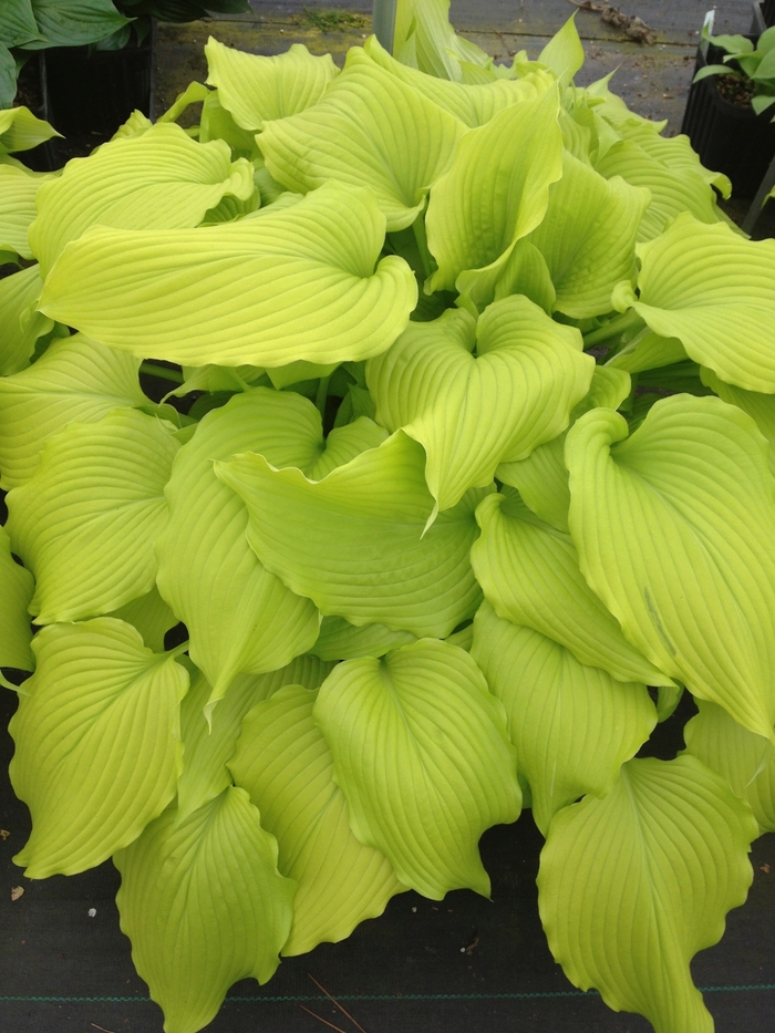 Plantain Lily - Hosta 'Dancing Queen' from GCM Theme Two