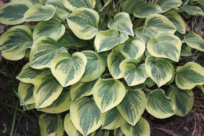 Plantain Lily - Hosta 'Cameo' from GCM Theme Two