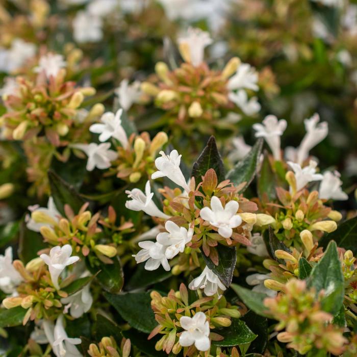 Apple Perfection™ - Abelia 'oo-bc-47-7r' PPAF from GCM Theme Two