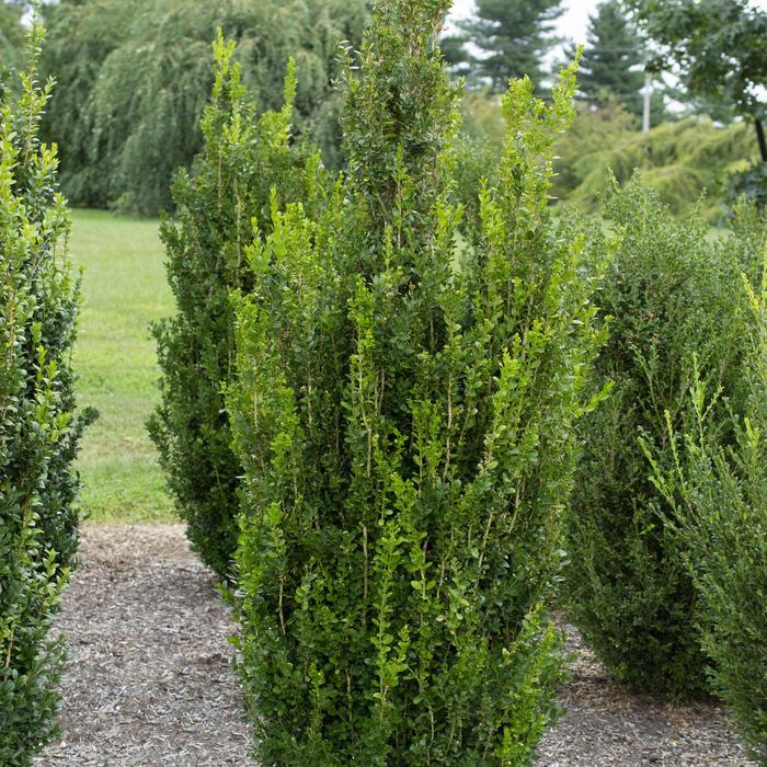 'Highlander' - Buxus x from GCM Theme Two