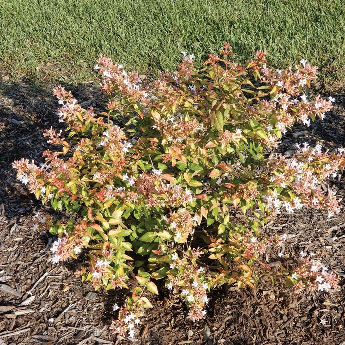 Peach Perfection® - Abelia hybrid 'SRPabeper' PP30954 from GCM Theme Two
