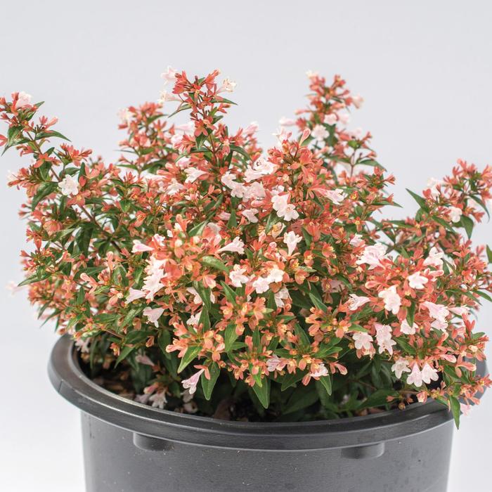Bloomables® Raspberry Perfection™ - Abelia chinensis 'Abesrpras' PP33516 from GCM Theme Two