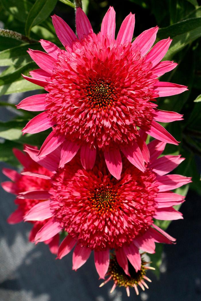 'Giddy Pink' - Echinacea hybrid from GCM Theme Two