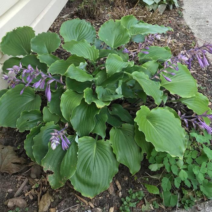 Plantain Lily - Hosta 'Marilyn Monroe' from GCM Theme Two