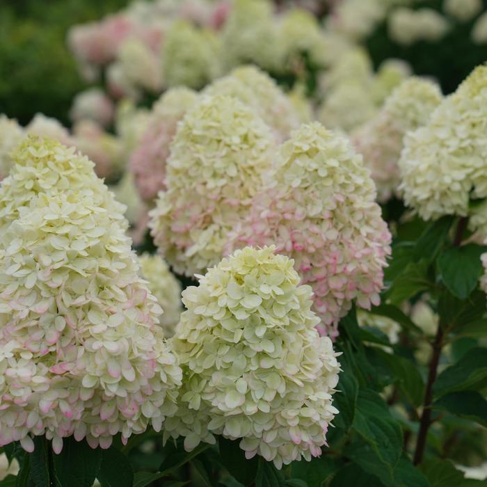 'Limelight Prime®' Panicle Hydrangea - Hydrangea paniculata from GCM Theme Two