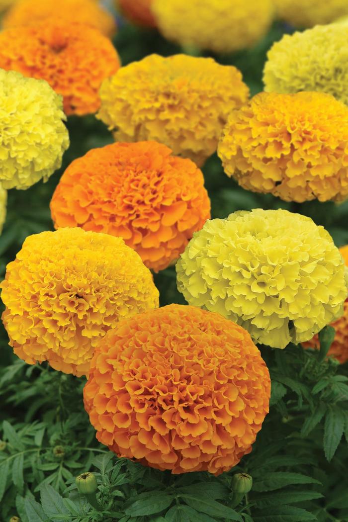 Marvel II™ Series - Tagetes erecta from GCM Theme Two