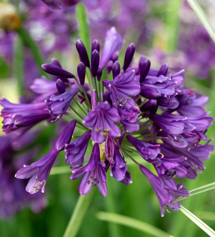 'Ever Amethyst™' African Lily - Agapanthus from GCM Theme Two